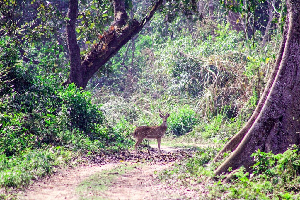 Chitwan Jungle Safari – 3 Days