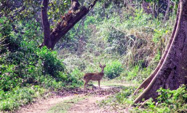 Chitwan Jungle Safari – 3 Days