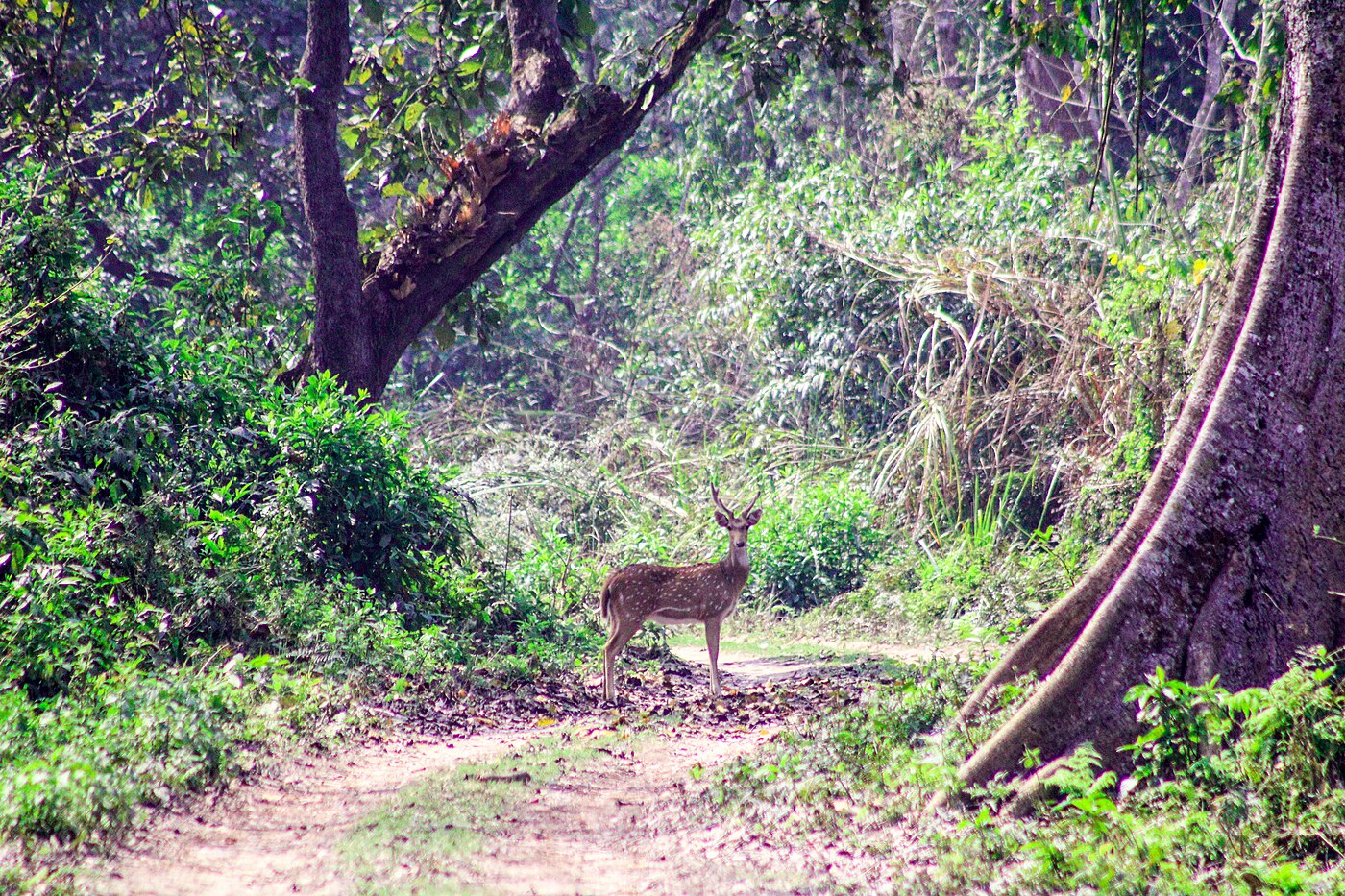 Chitwan Jungle Safari – 3 Days
