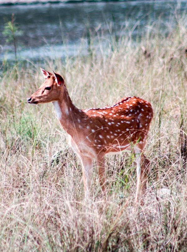 Chitwan Jungle Safari – 3 Days
