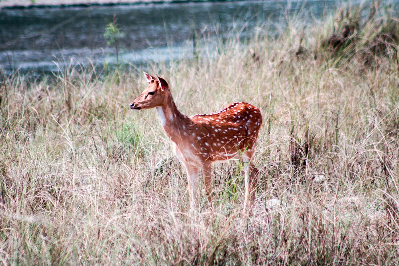 Chitwan Jungle Safari – 3 Days