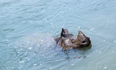 Chitwan Jungle Safari – 3 Days