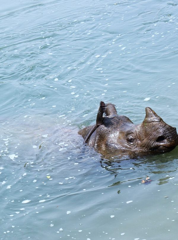 Chitwan Jungle Safari – 3 Days