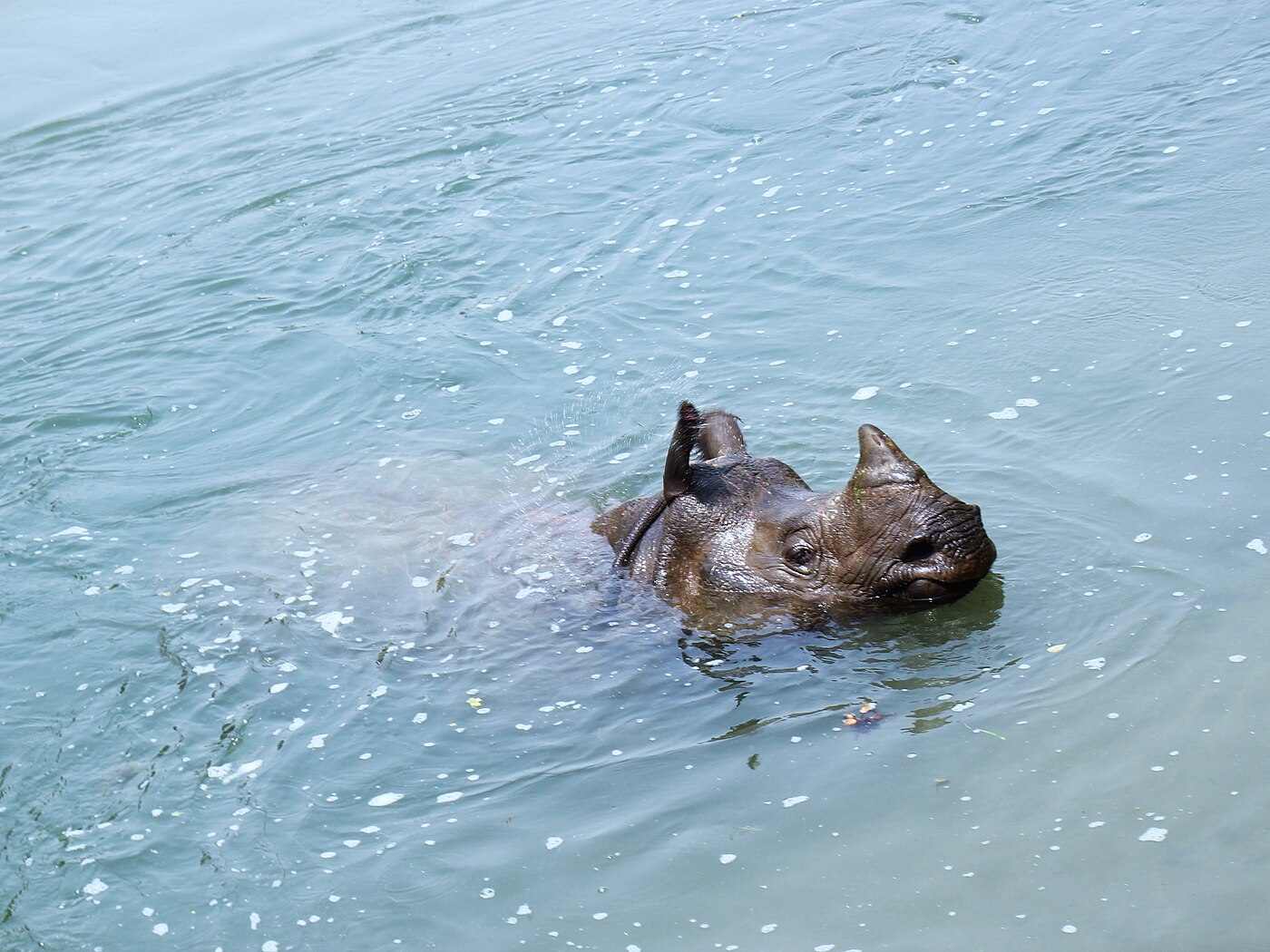 Chitwan Jungle Safari – 3 Days