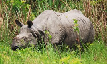 Chitwan Jungle Safari – 3 Days