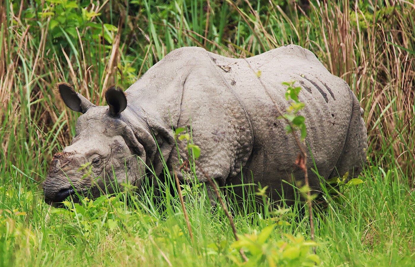 Chitwan Jungle Safari – 3 Days