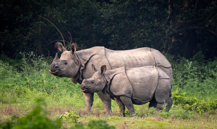 Chitwan National Park Safari: Nepal’s Wildlife Guide