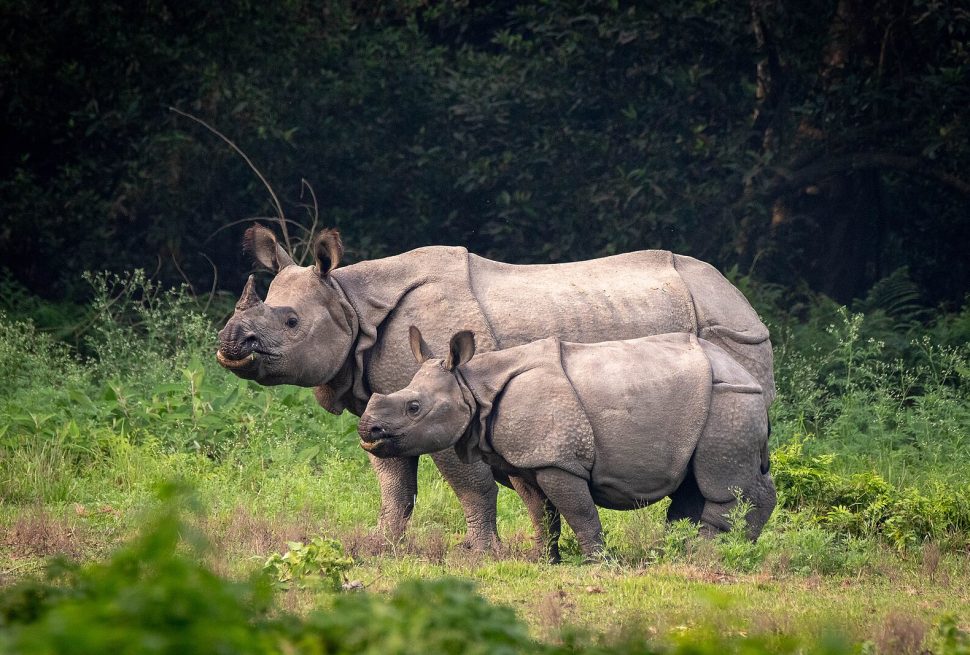 Chitwan National Park Safari: Nepal's Wildlife Guide