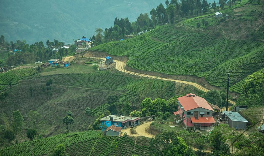 Ilam Tea Gardens: Eastern Nepal’s Green Hills