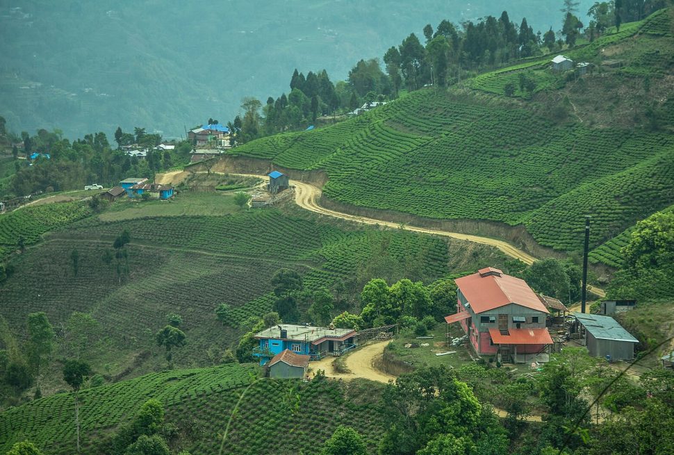Ilam Tea Gardens: Eastern Nepal's Green Hills