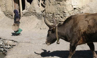 Jomsom Muktinath Trek – 7 Days