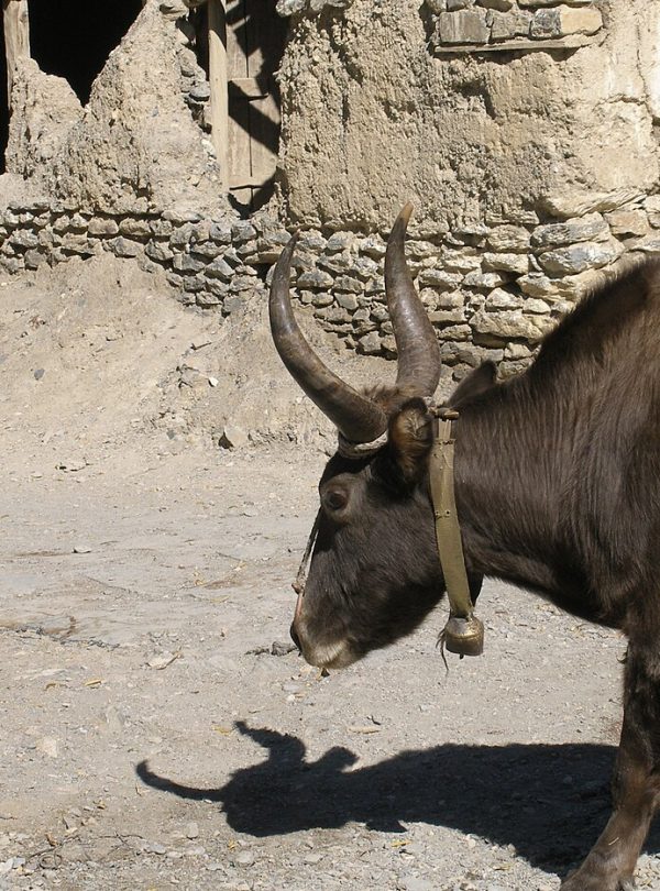 Jomsom Muktinath Trek – 7 Days