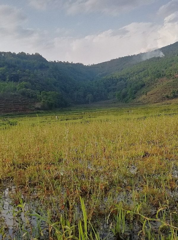 Mohare Danda Community Trek – 7 Days