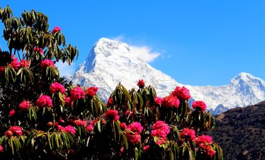 Mohare Danda Community Trek – 7 Days