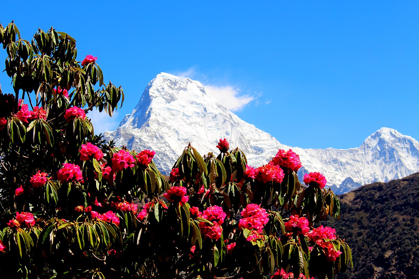 Mohare Danda Community Trek – 7 Days