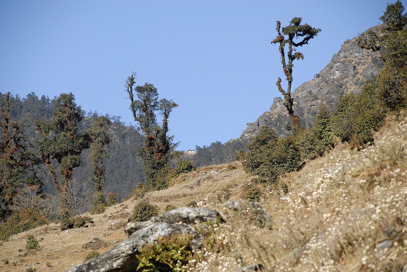 Pikey Peak Trek – 7 Days